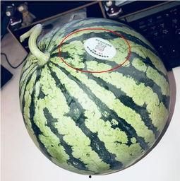 网红吃瓜768,揭秘娱乐圈幕后真相