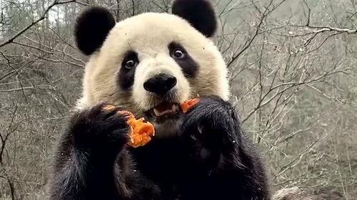 吃瓜君熊猫头,揭秘网络红人的魅力与影响力