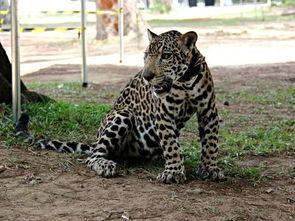 小豹吃瓜,揭秘动物界的“美食家”