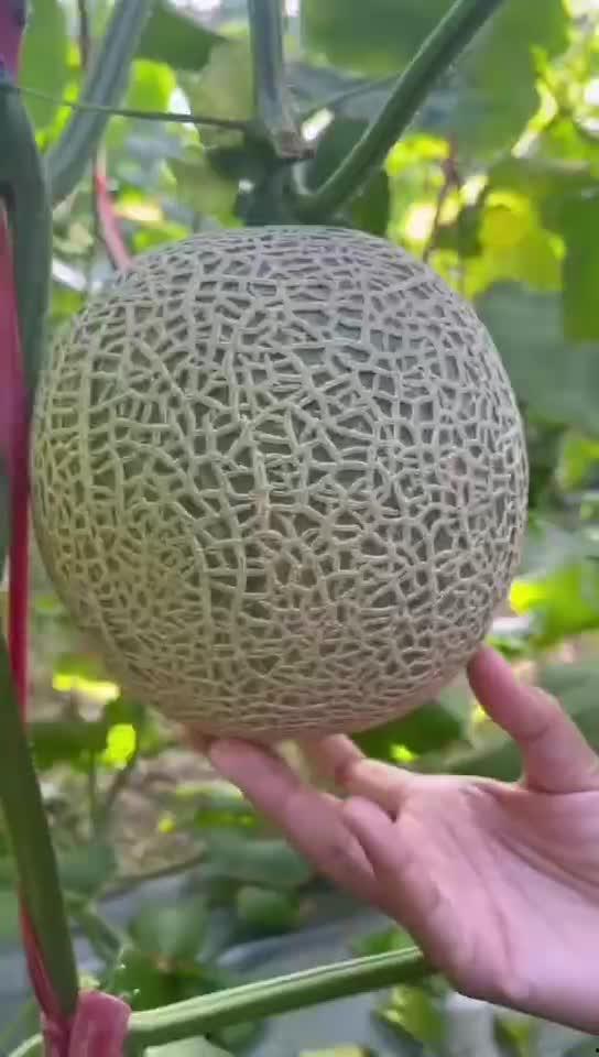 玲珑蜜瓜软了怎么吃,玲珑蜜瓜新食法