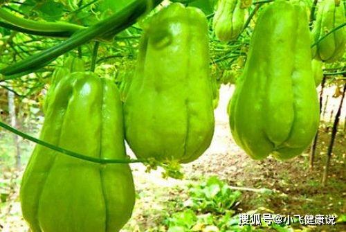 吃佛手瓜得病,警惕食用不当引发的疾病风险