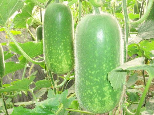 带你吃瓜奇葩假冒产品,假冒产品背后的惊人真相