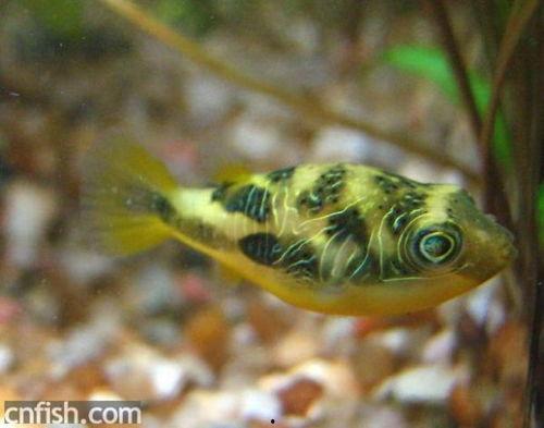 孔雀鱼吃不吃瓜,揭秘它们对瓜类食物的偏好