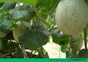 哈密瓜吃胖人吗,吃哈密瓜真的会让人发胖吗?